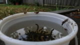 How to Find Mosquito Breeding Grounds