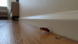 How to Get Rid of Fleas in an Apartment