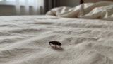 How to Get Rid of Fleas in Bedding