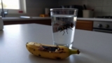 Why Are Flies Suddenly Appearing in My House?