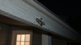 Where Do Flies Go at Night?