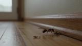 Why Are Flying Ants Appearing in My House?