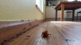What Attracts Ants Into a House?
