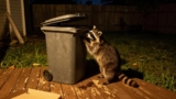 What Attracts Raccoons to a Property?