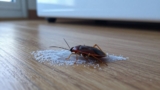 Does Freezing Kill Bed Bugs?