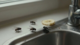 Fruit Flies vs. Drain Flies