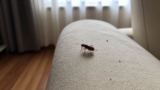 How to Get Rid of Fleas in Furniture