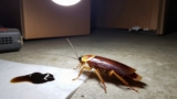 How to Get Rid of Cockroaches in the Garage