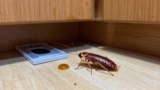 Gel Bait vs. Roach Traps