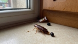 German Cockroach Identification Guide