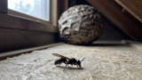 How to Get Rid of Wasps in the Attic