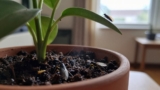 Why Are Gnats Flying Around My Plants?