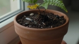 How to Get Rid of Gnats in Houseplants