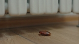 Does Heat Kill Bed Bugs?