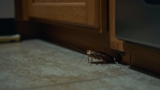 Where Do Cockroaches Go at Night?