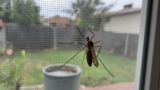 How to Get Rid of Mosquitoes in the House