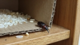 How Do Weevils Get Into Packaged Food?