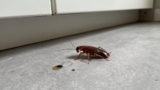 What Kills Cockroaches Instantly?