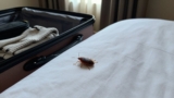 How to Prevent Bed Bugs While Traveling
