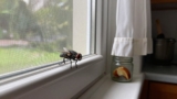 How to Keep Flies Out of Your House