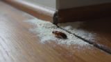 Does Diatomaceous Earth Kill Fleas?