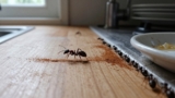 How to Get Rid of Ants in the Kitchen
