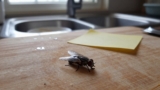 How to Get Rid of Flies in the Kitchen