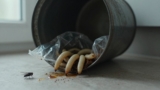 How to Prevent Maggots in Garbage