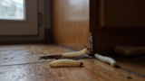 How to Get Rid of Maggots in the House
