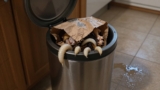 Why Are There Maggots in My Trash?