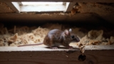 How to Get Rid of Mice in Ceilings