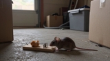 How to Get Rid of Mice in the Garage
