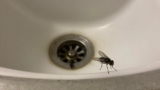 What Causes Drain Flies?
