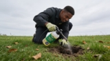Effective Mole Repellents That Protect Your Lawn