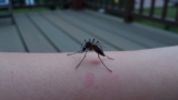 How to Stop Mosquitoes From Biting You