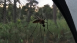 How to Keep Mosquitoes Away While Camping