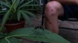 Do Mosquito Plants Really Work?