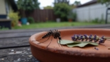What Smell Do Mosquitoes Hate?