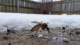 Do Mosquitoes Die in Winter?