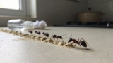 How to Get Rid of Ants Naturally