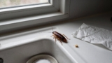 How to Get Rid of Cockroaches Naturally