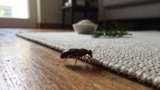 How to Get Rid of Fleas Naturally