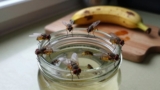 How to Get Rid of Fruit Flies Naturally