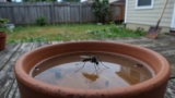 How to Get Rid of Mosquitoes Naturally