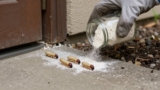 How to Get Rid of Termites Naturally