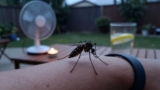 How to Keep Mosquitoes Away at Night