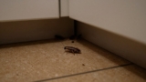 How Many Cockroaches Are There If You See One?
