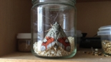 Are Pantry Moths Harmful?