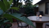 How to Keep Mosquitoes Away From Your Patio