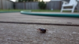 Does Permethrin Kill Ticks?